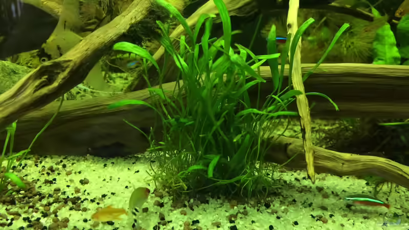 Neuseelandgras (Lilaeosis Novaezelandiae) von Ragner (39)