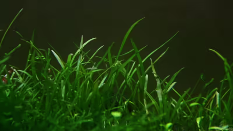 Neuseelandgras von Arami Gurami (11)