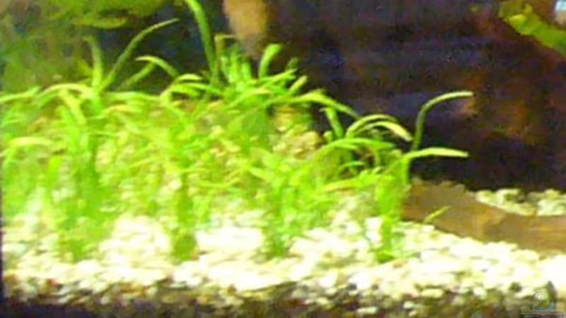 Neuseelandgras von Kim (8)