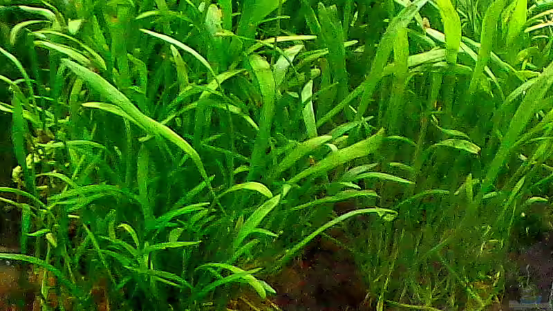 Neuseelandgras von mariajudyta (2)