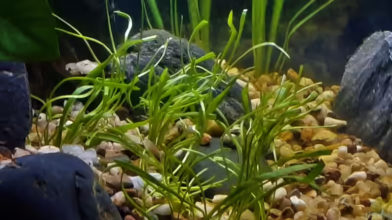 Neuseelandgras von okefenokee (45)