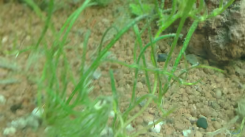 Neuseelandgras von Reinhold Berk (10)