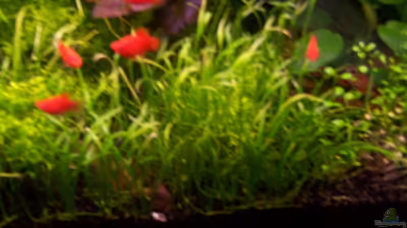 Neuseelandgras von Sebastian Seibold (13)