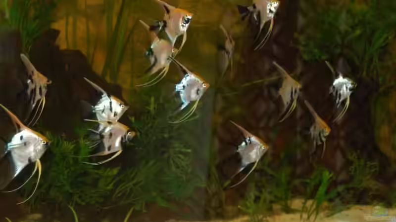 Neuster Stand von Irene Kotowski (1)