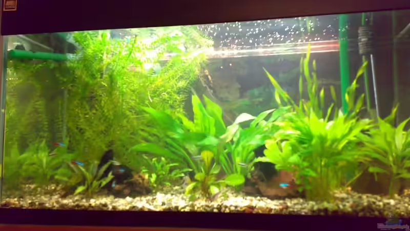 neustes Bild vom 26.6.08 von Franz Wüest (5)