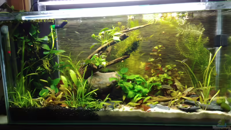 Neustes Bild von Miss Kasimir (1)