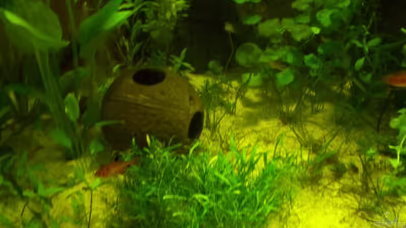 Neuzealendisches grasspflanze von Elena Haller (4)