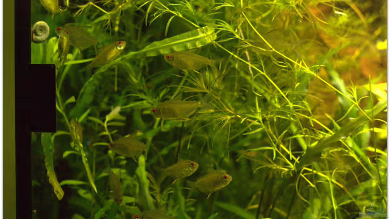 Neuzugänge vom 31.12.2014 von hotwheelz (34)