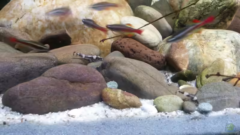 Neuzugang Pandaschmerlen  von Miss Kasimir (36)