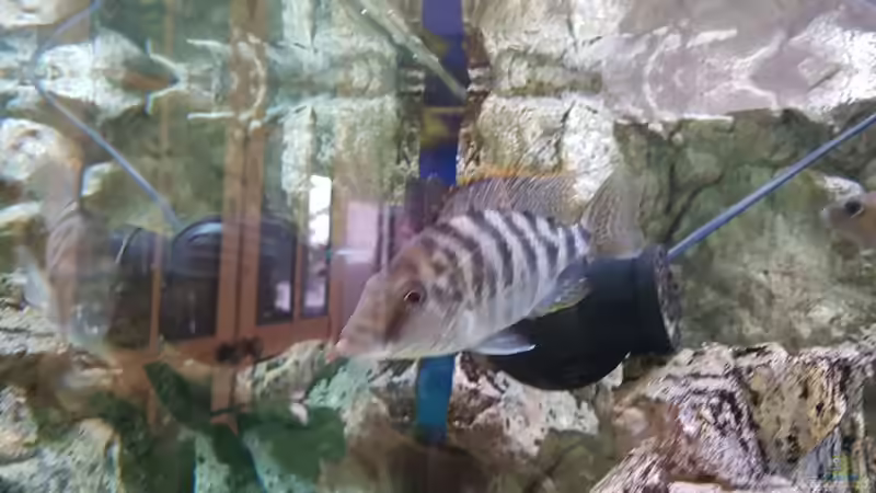 Neuzugang Protomelas Oranatus Weibchen (Wildfang) von Thomas u. Gabriele P. (59)