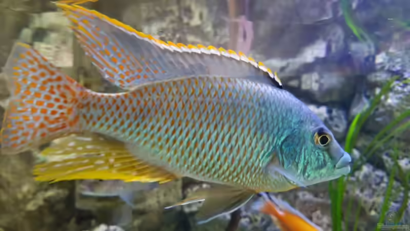 Neuzugang Protomelas Oranatus (Wildfang) von Thomas u. Gabriele P. (55)