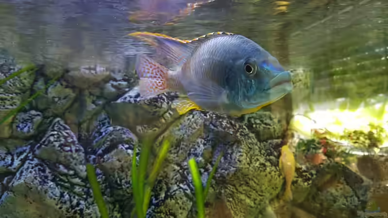 Neuzugang Protomelas Oranatus (Wildfang) von Thomas u. Gabriele P. (57)