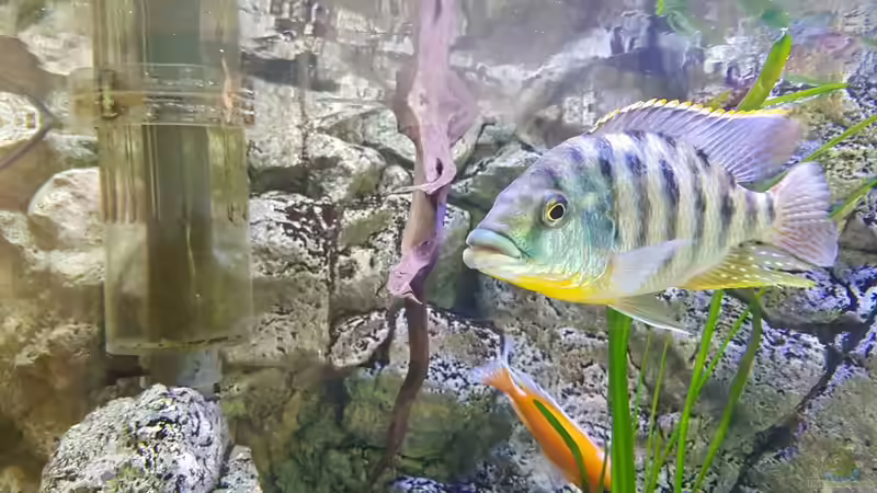 Neuzugang Protomelas Oranatus (Wildfang) von Thomas u. Gabriele P. (58)