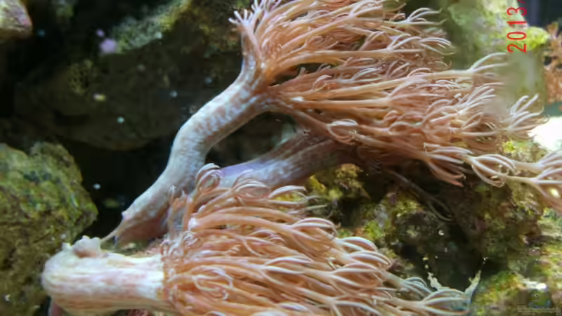 Neuzugang von Jademeister (16)