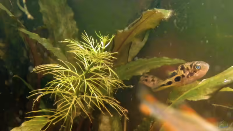 Neuzugang von miv (9)