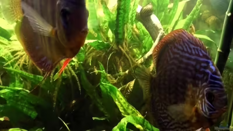 Neuzugang von snooze (23)