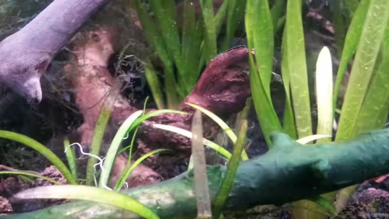 Newbie`s Waterworld von Newbie (20)