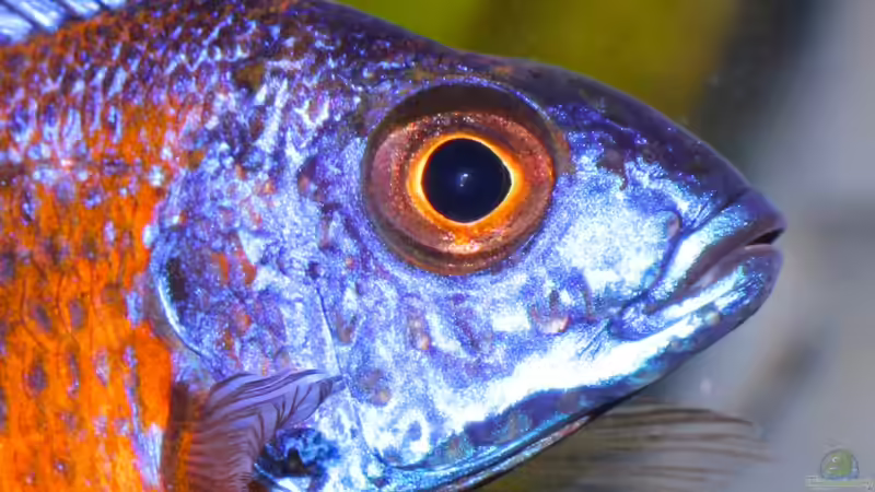 Ngara Kopf  von Cruiser Bruno (84)