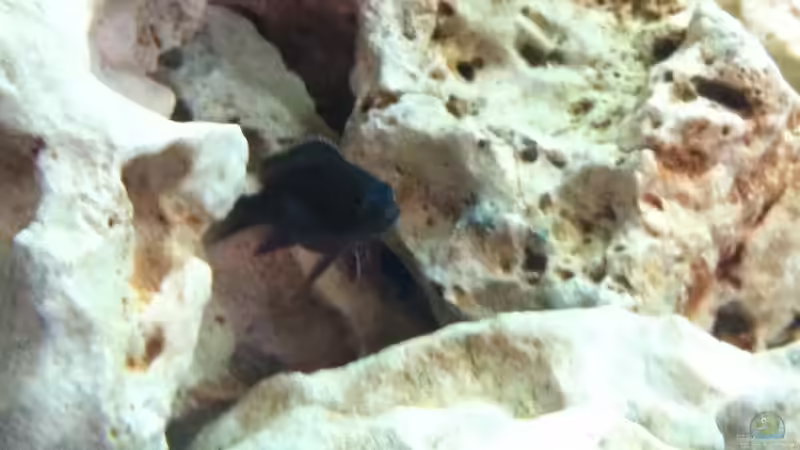 Ngara Nachwuchs.... von Jean-Paul Ambord (55)