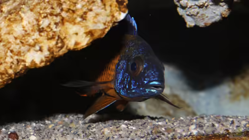 Ngara unter dem Riff von Cruiser Bruno (116)