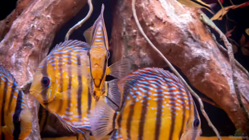 Nhamunda brown Discus semi royal, Largo Tureré von DiskusMummy (31)