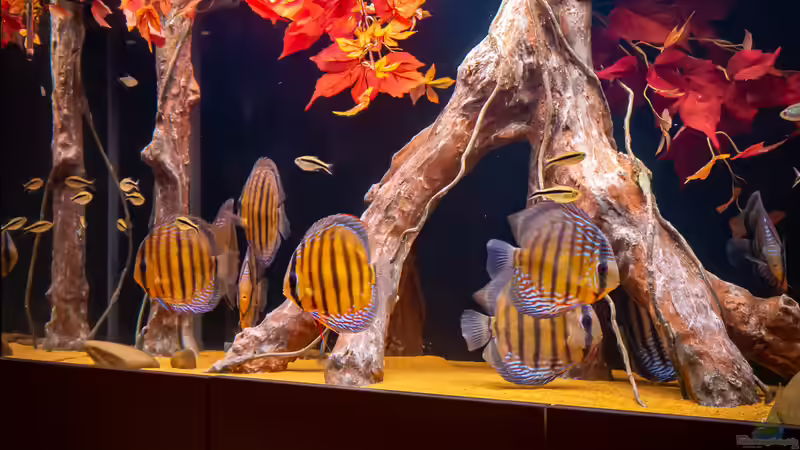 Nhamunda brown Discus semi royal, Largo Tureré von DiskusMummy (33)