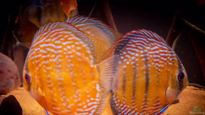Nhamunda brown Discus semi royal, Largo Tureré von DiskusMummy (86)
