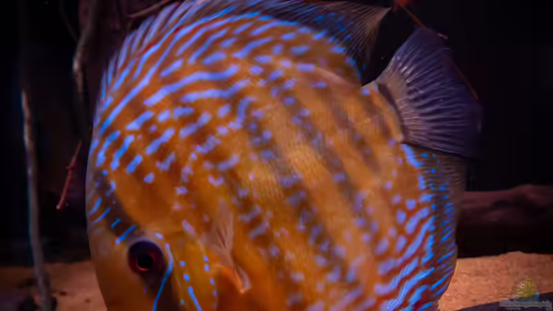 Nhamunda brown Discus semi royal, Largo Tureré von DiskusMummy (90)