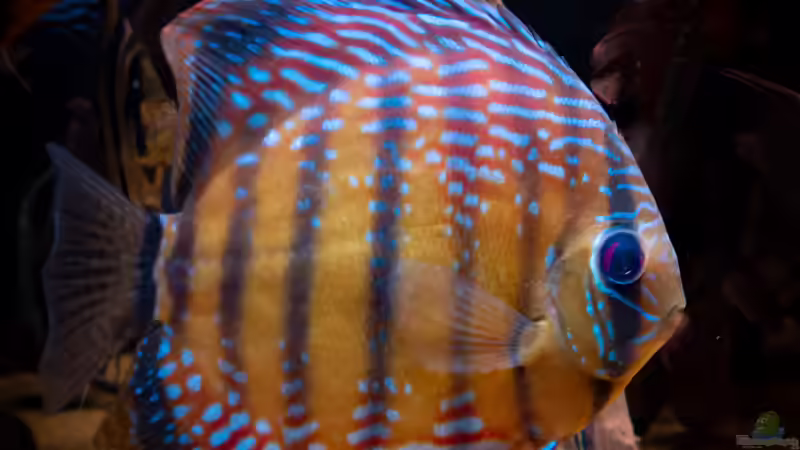 Nhamunda brown Discus semi royal, Largo Tureré von DiskusMummy (92)