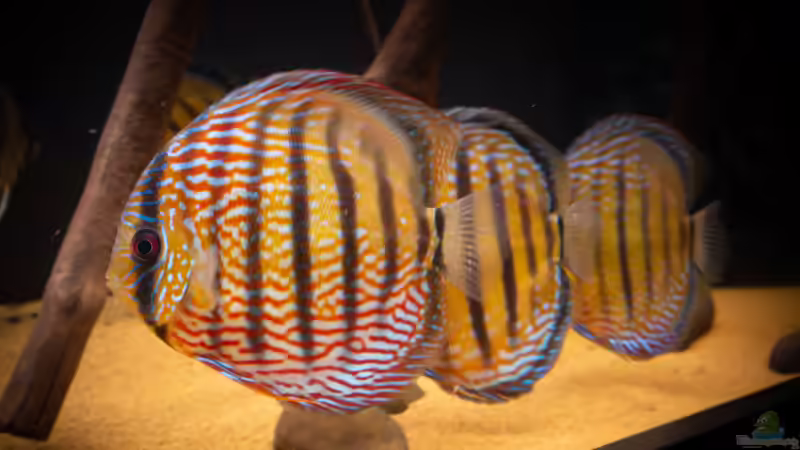 Nhamunda brown Discus semi royal, Largo Tureré von DiskusMummy (93)