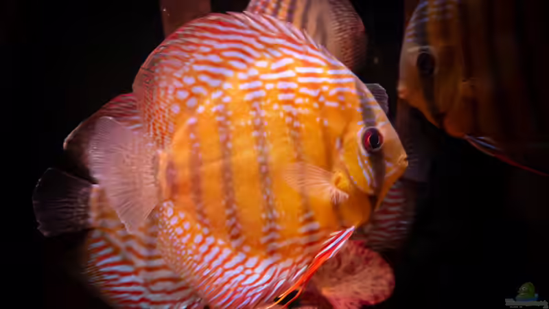 Nhamunda Symphysodon aequifasciatus semi royal, Largo Tureré von DiskusMummy (54)