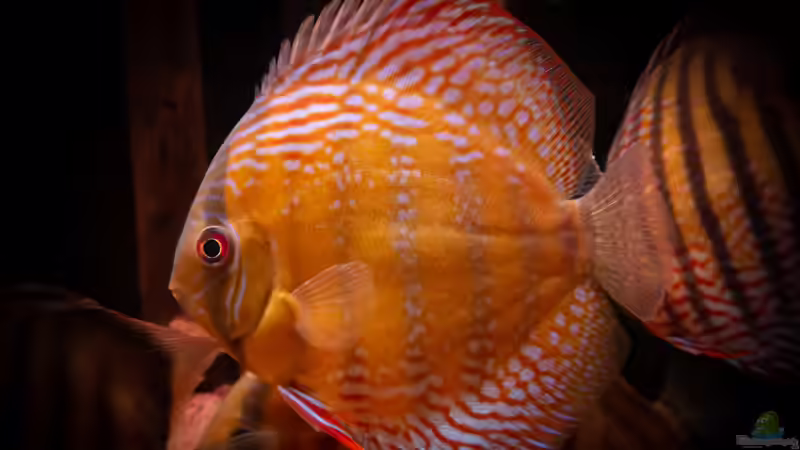 Nhamunda Symphysodon aequifasciatus semi royal, Largo Tureré von DiskusMummy (58)