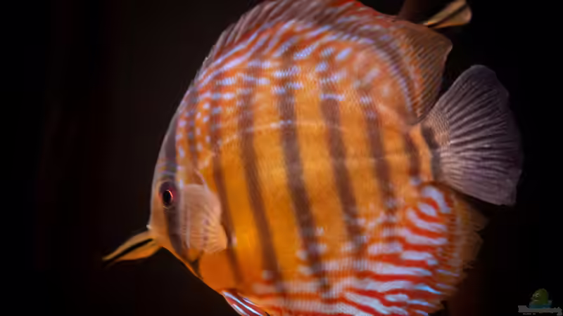 Nhamunda Symphysodon aequifasciatus semi royal, Largo Tureré von DiskusMummy (59)