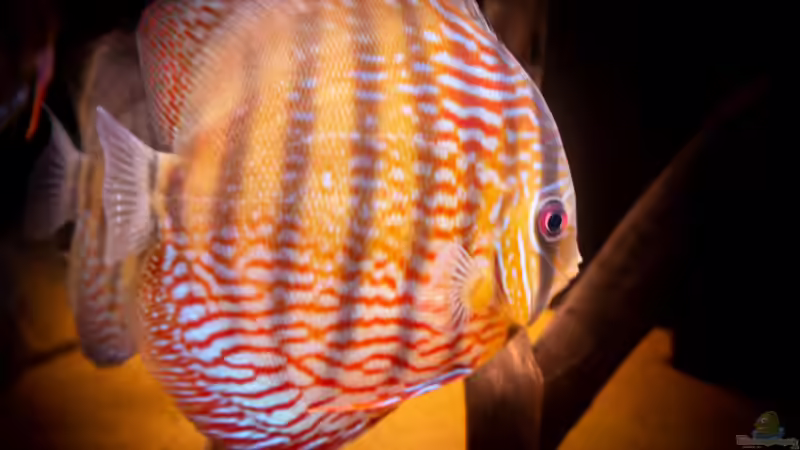 Nhamunda Symphysodon aequifasciatus semi royal, Largo Tureré von DiskusMummy (60)