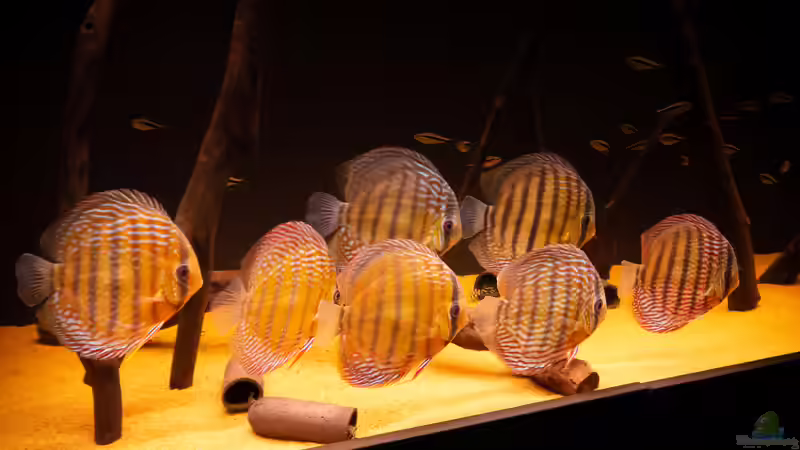 Nhamunda Symphysodon aequifasciatus semi royal, Largo Tureré von DiskusMummy (61)