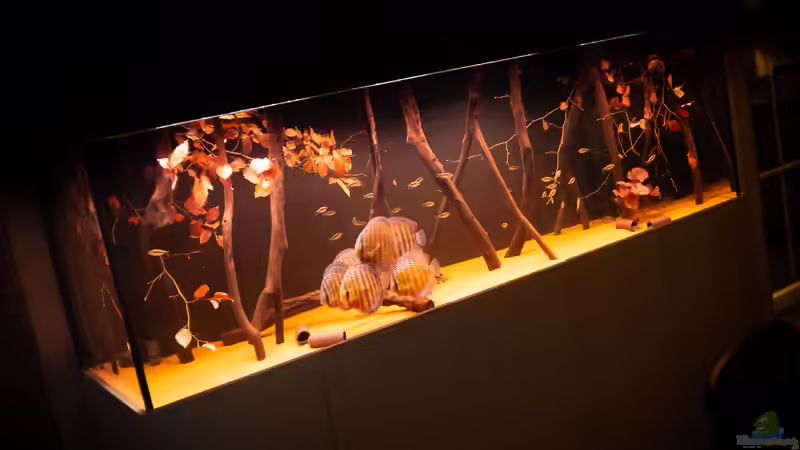 Nhamunda Symphysodon aequifasciatus semi royal, Largo Tureré von DiskusMummy (65)