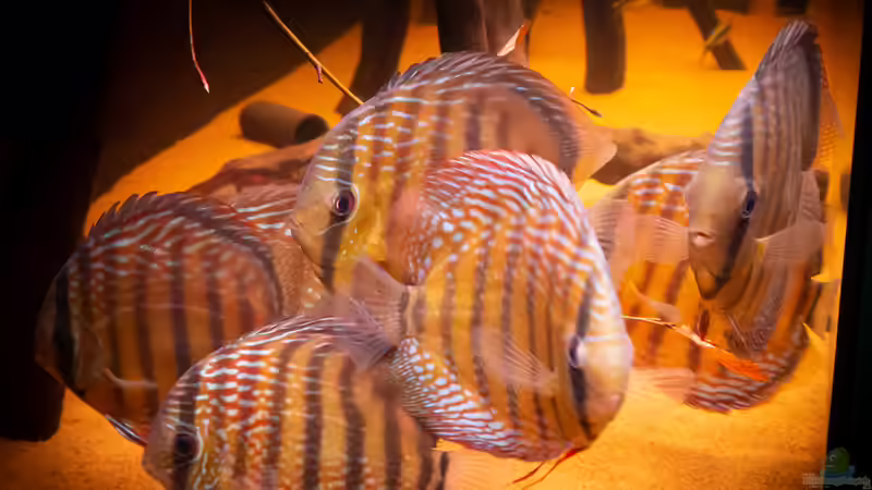 Nhamunda Symphysodon aequifasciatus semi royal, Largo Tureré von DiskusMummy (66)