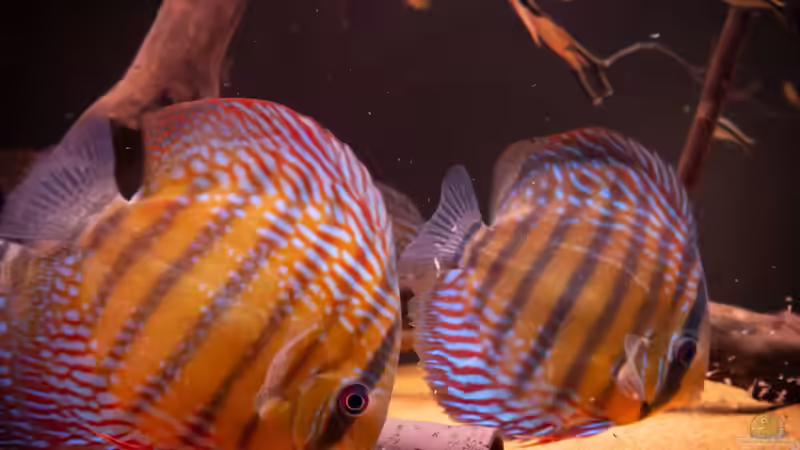 Nhamunda Symphysodon aequifasciatus semi royal, Largo Tureré von DiskusMummy (67)