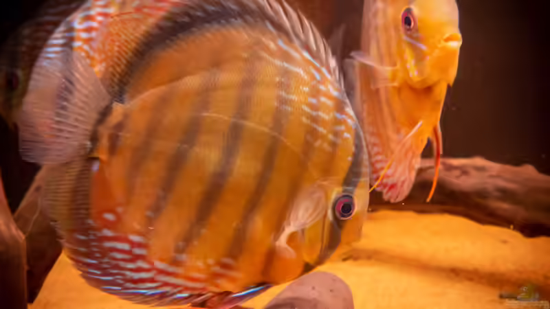 Nhamunda Symphysodon aequifasciatus semi royal, Largo Tureré von DiskusMummy (69)