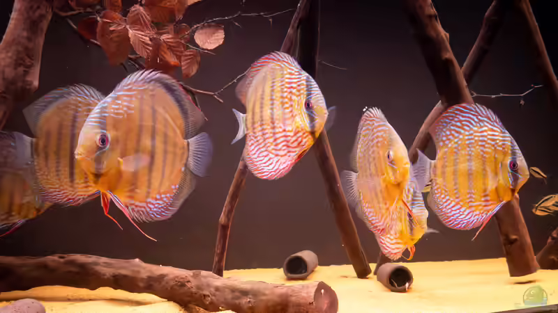 Nhamunda Symphysodon aequifasciatus semi royal, Largo Tureré von DiskusMummy (7)