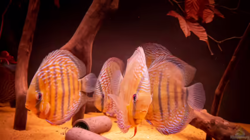 Nhamunda Symphysodon aequifasciatus semi royal, Largo Tureré von DiskusMummy (72)