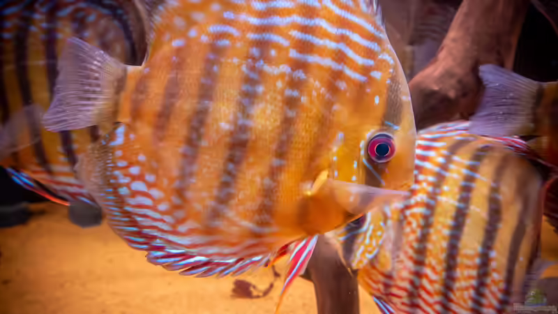 Nhamunda Symphysodon aequifasciatus semi royal, Largo Tureré von DiskusMummy (73)