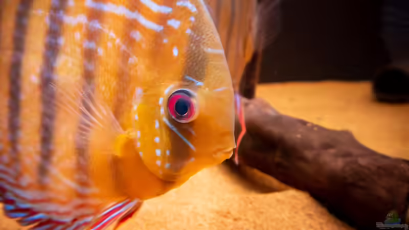 Nhamunda Symphysodon aequifasciatus semi royal, Largo Tureré von DiskusMummy (81)