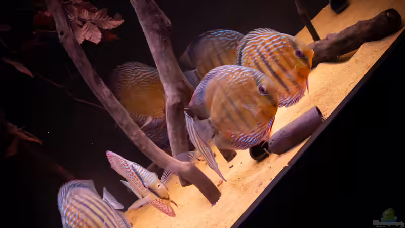 Nhamunda Symphysodon aequifasciatus semi royal, Largo Tureré von DiskusMummy (82)