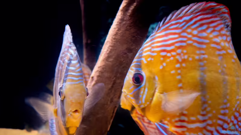 Nhamunda Symphysodon aequifasciatus semi royal, Largo Tureré von DiskusMummy (94)