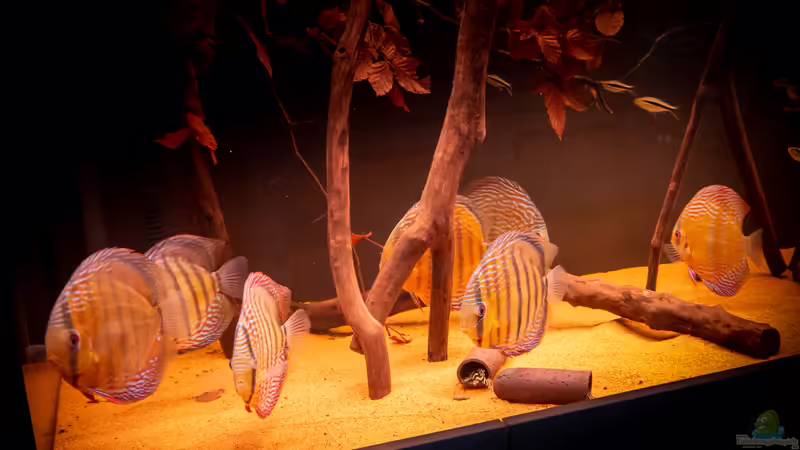 Nhamunda Symphysodon aequifasciatus semi royal, Largo Tureré von DiskusMummy (95)