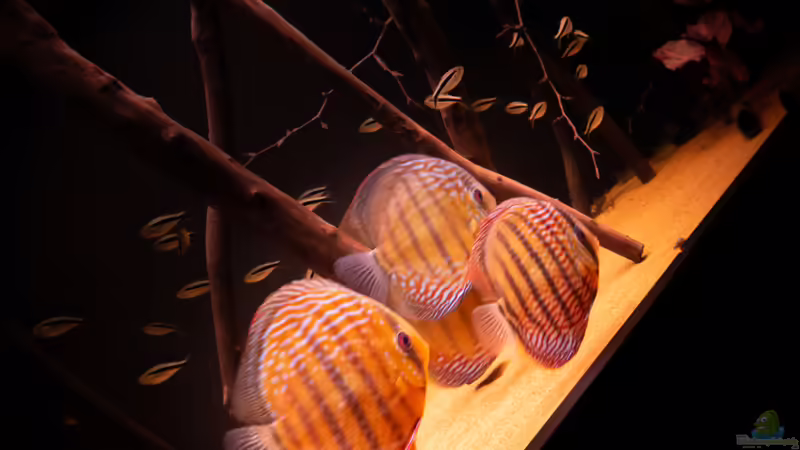 Aquarien mit Symphysodon aequifasciatus
