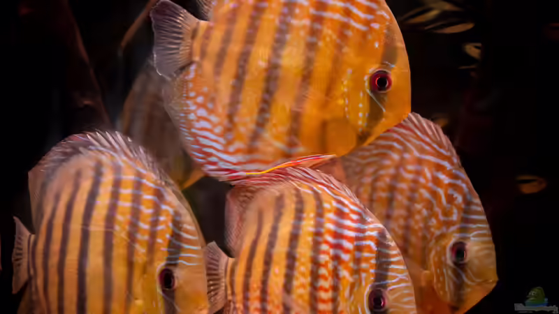 Aquarien mit Symphysodon aequifasciatus