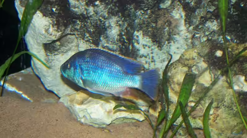 Nibochromis Livingstoni 2 (Neu) von Klabuster (36)