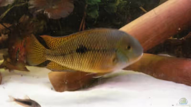 Nicaraguense Bock mit C. aenus von Alexander Beutner (19)